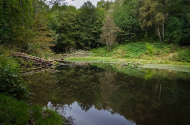 Sessiz sularla dolu göl, Fairy Glen Falls, Highlands, Rosemarkie, İskoçya, Birleşik Krallık 'ta doğal çevreyi ayna olarak yansıtır.