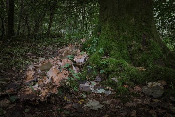 Ngiltere Skoçya Daki Fairy Glen Şelalesi Ndeki Ormanda Mantar — Stok fotoğraf