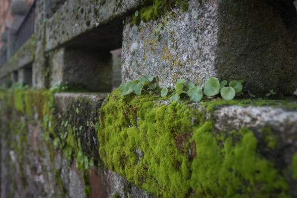 Маленькие Растения Растущие Среди Исторических Камней Монументальном Городе Касерес Испании — стоковое фото