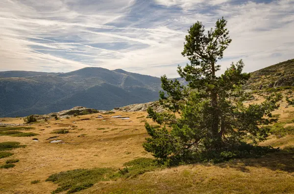 Izolované Zelené Borovice Horské Krajině Pohoří Guadarrama Penalara Madrid Španělsko — Stock fotografie