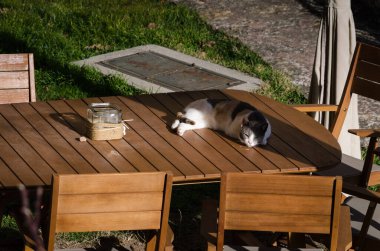 Tahta bir masada uzanmış evcil kedi dinleniyor ve rahatlıyor.