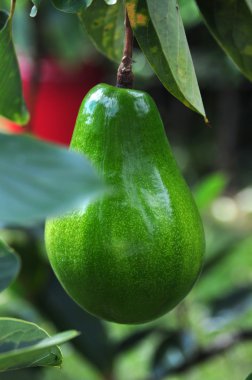 Avokado ağacı.