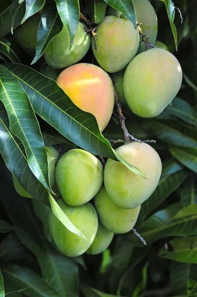 Mango tree — Stockfoto