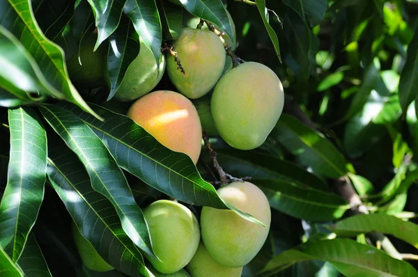 Albero di mango Fotografia Stock