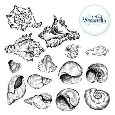 Siyah kroki seashell kümesi