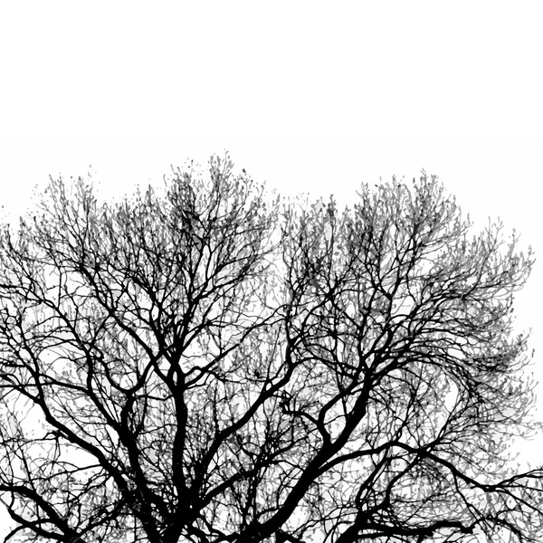 Silueta del árbol — Vector de stock