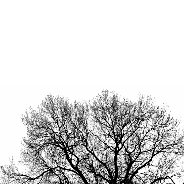 Silhouette d'arbre — Image vectorielle