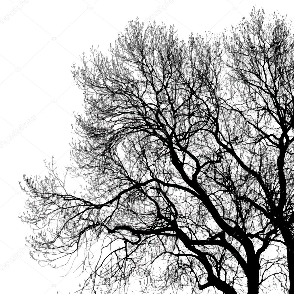 Silhouette of tree