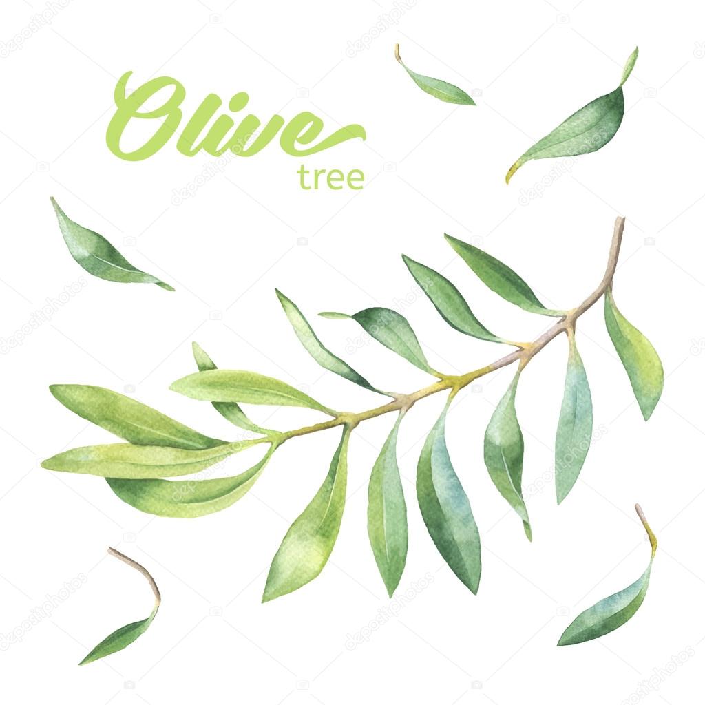 Green watercolor olive branch