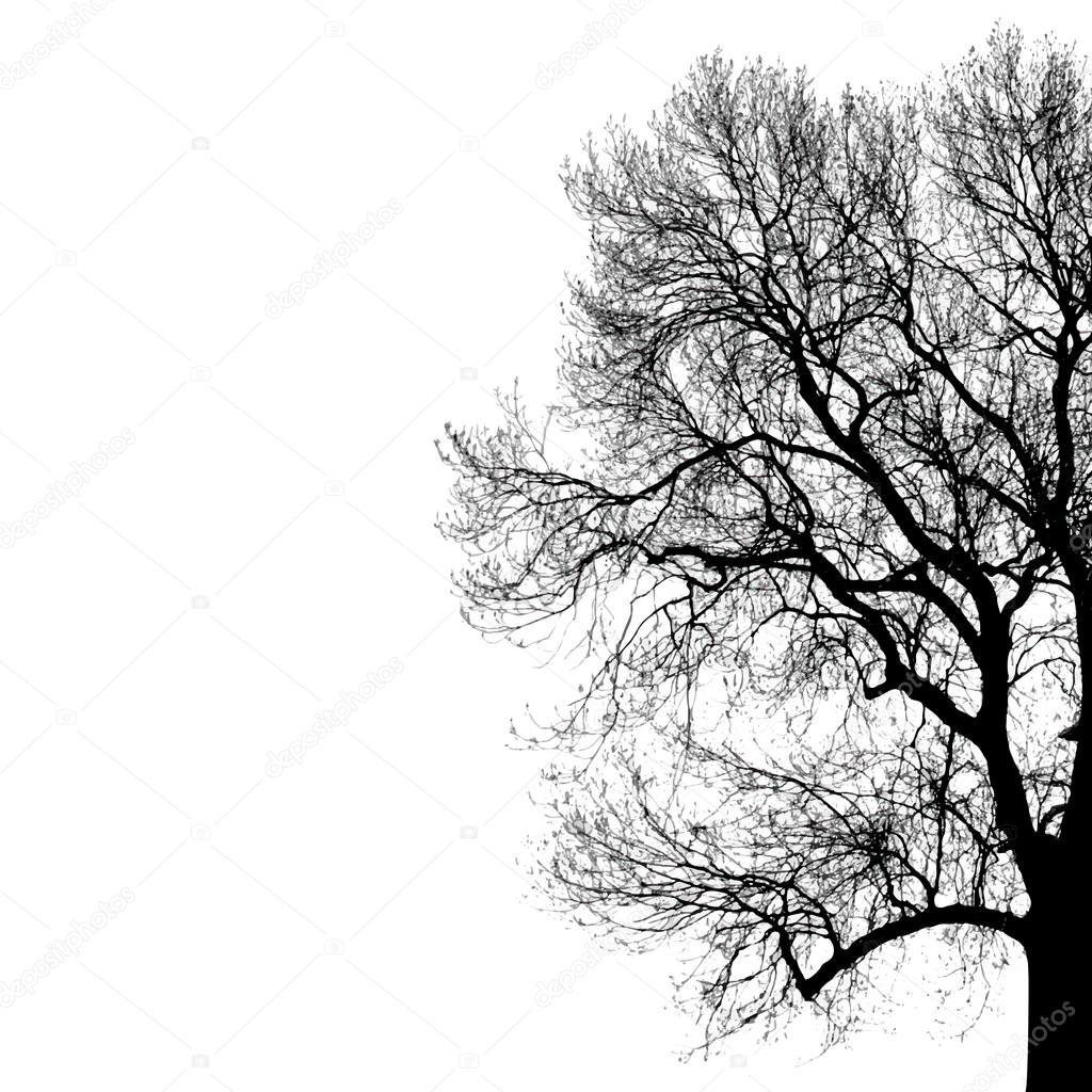 black silhouette of tree