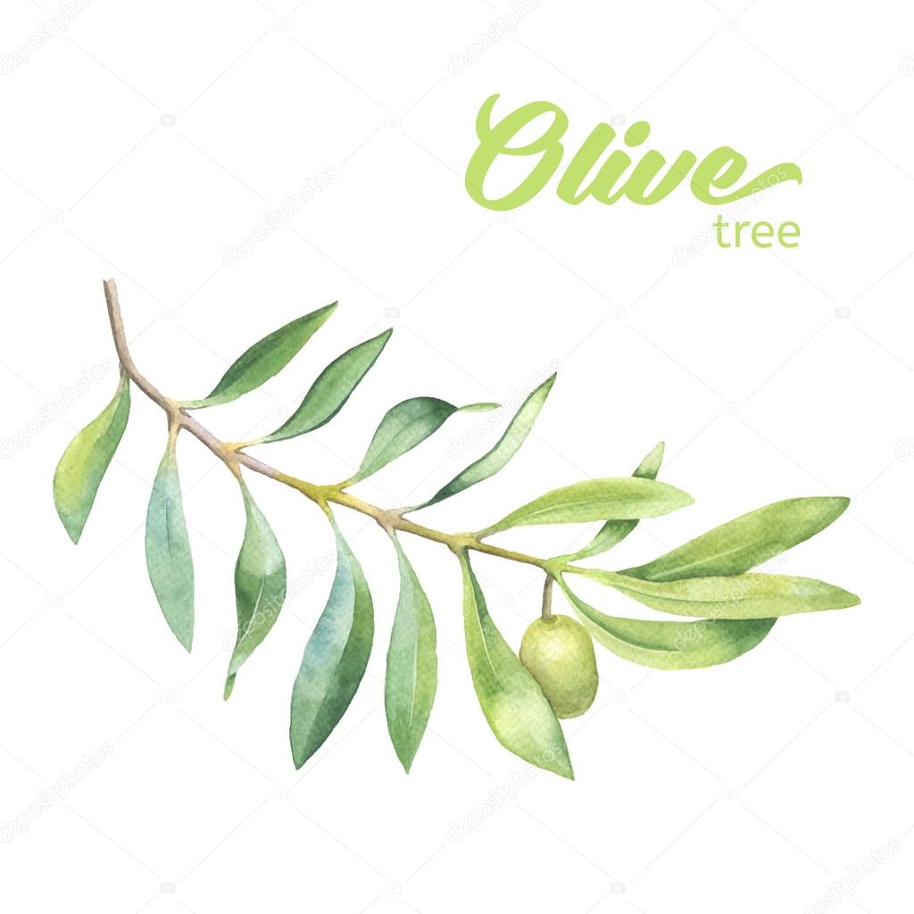 Green watercolor olive branch