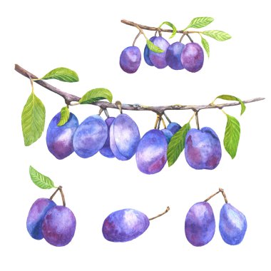 Suluboya elle çizilmiş Erik