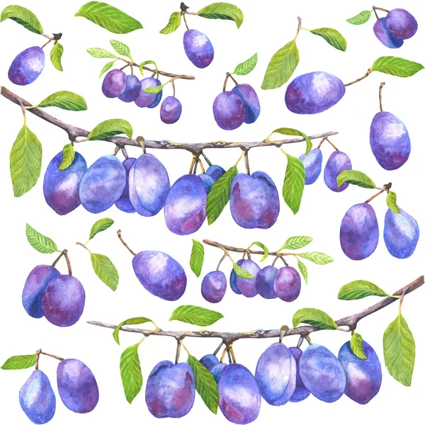 Plum branches background — Stock Photo, Image