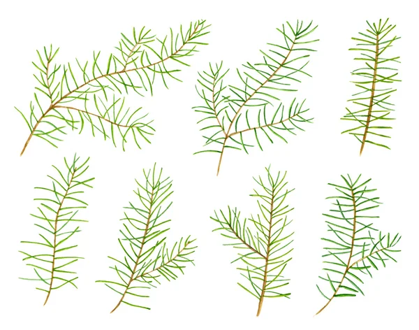 Green watercolor pine branches — Stock Photo, Image