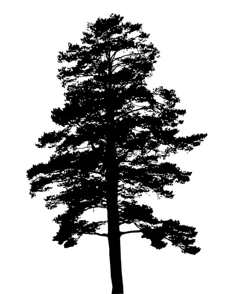 Black silhouette of fir tree — Stock Vector