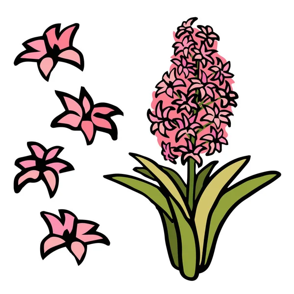 Pink hyacinth flower on white isolated backdrop 벡터 그래픽