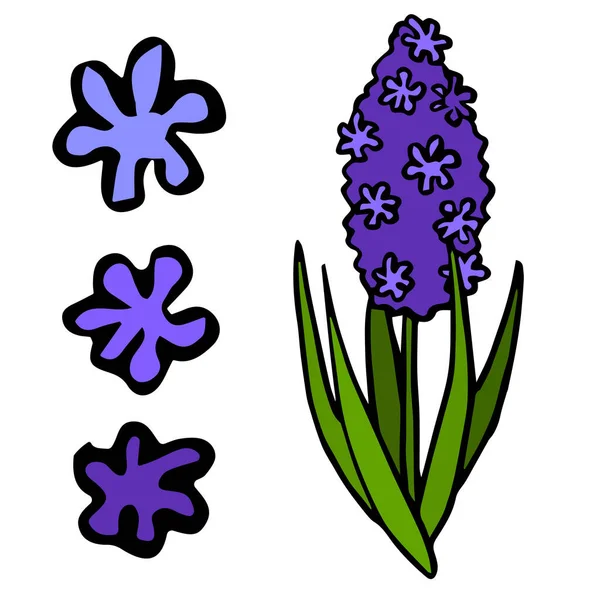 Purple hyacinth flower on white isolated backdrop 로열티 프리 스톡 벡터