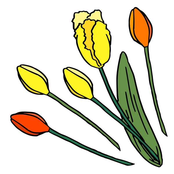 Bunch of meadow tulips on white isolated backdrop 스톡 벡터