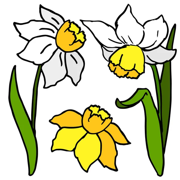 Sping jonquil flowers on white isolated backdrop 스톡 일러스트레이션