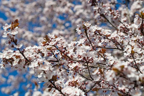 Mirabela Selvagem Florida Prunus Cerasifera Primavera — Fotografia de Stock