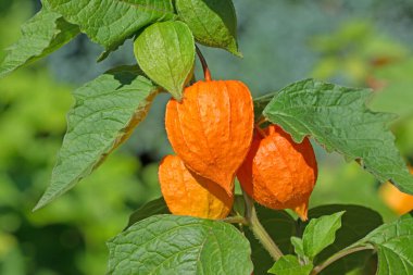 Çin feneri çiçeği, Physalis alkekengi, olgun meyveli.