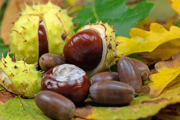 Castagne Ghiande Primo Piano — Foto Stock