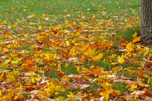 Hojas Arce Colores Otoño Prado —  Fotos de Stock