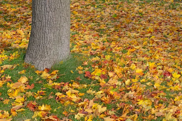 Барвисті Кленові Листя Восени Лузі — стокове фото