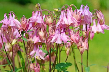 Bahçede çiçek açan sütunlar