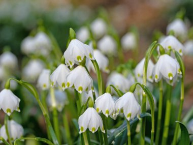 Çiçek açan bahar düğümü çiçekleri, leucojum vernum