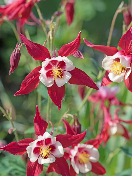 Blooming Columbine Garden — Stock Photo, Image