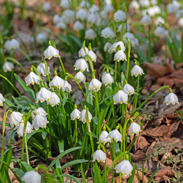 Blossoming spring knot flowers, leucojum vernum