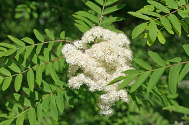Çiçekli Rowan, Sorbus Aucuparia, baharda