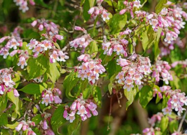 Çiçekli Kolkwitzie, Kolkwitzia amabilis, ilkbaharda