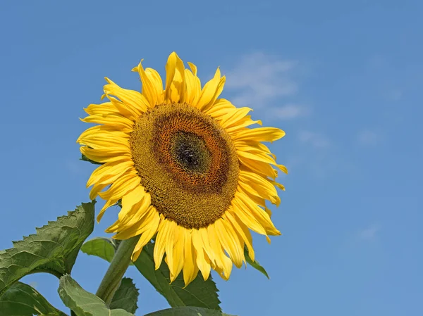 Girasol Flor Contra Cielo Azul —  Fotos de Stock