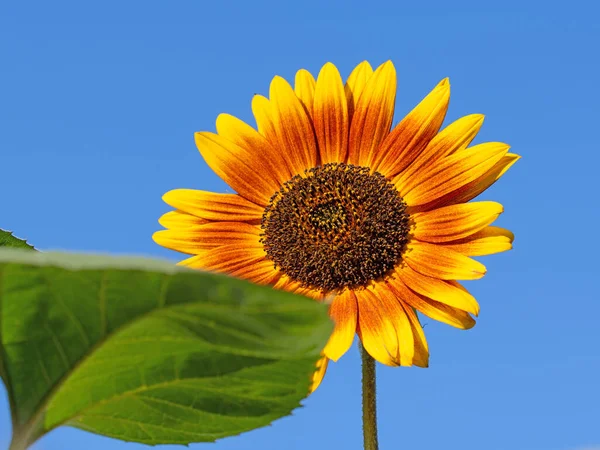 Girasol Flor Contra Cielo Azul —  Fotos de Stock