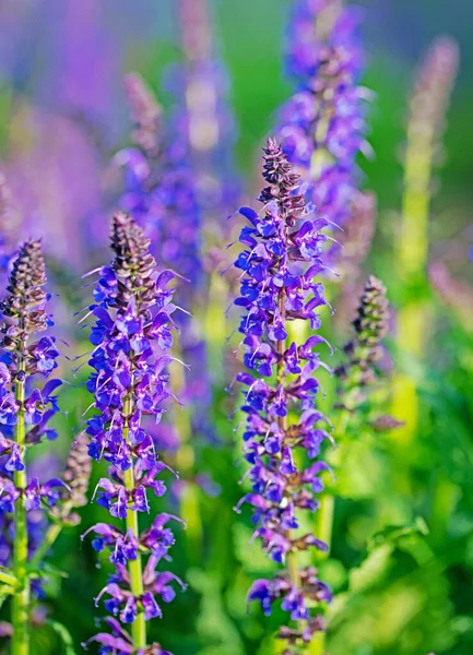 Violette Bloeiende Tuinsalie Salvia Nemorosa Tuin — Stockfoto