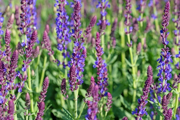 Violet Flowing Garden Sage Salvia Nemorosa Garden — 스톡 사진