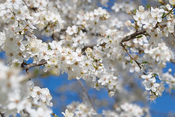 Ameixa Silvestre Florida Prunus Cerasifera Primavera — Fotografia de Stock
