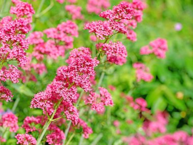 Kırmızı mahmuz çiçeği, Centranthus Ruber, bahçede.