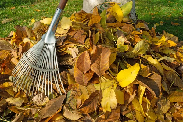 Hojas Coloridas Otoño Con Rastrillo —  Fotos de Stock