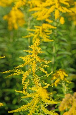 Çiçekli Goldrute, Solidago, yakın planda.