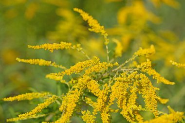 Çiçekli Goldrute, Solidago, yakın planda.
