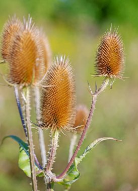 Vahşi çaydanlık, Dipsacus fullonum, yakın plan.