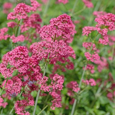 Kırmızı mahmuz çiçeği, santranthus ruber, yakın planda.