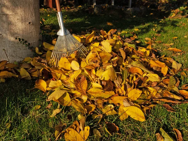 Hojas Coloridas Otoño Con Rastrillo —  Fotos de Stock