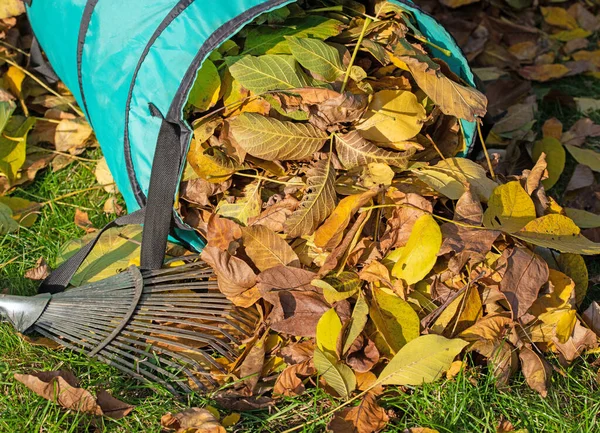Folhas Outono Saco Lixo Com Ancinho Folha — Fotografia de Stock