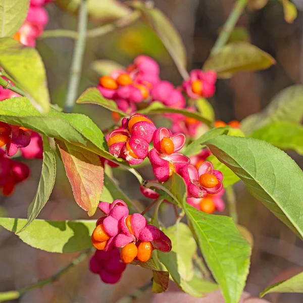 Плоды Кустарника Веретена Euonymus Europaeus — стоковое фото