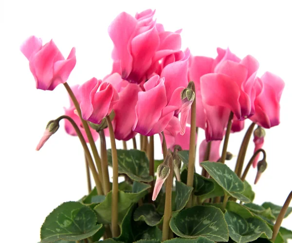 Blooming cyclamen against white background — Stock Image Blooming Cyclamen White Background Royalty Free Stock Images