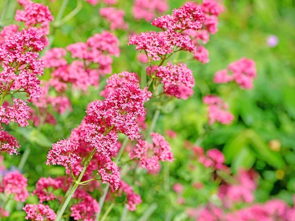 Kırmızı mahmuz çiçeği, Centranthus Ruber, bahçede.